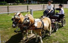 Fahrturnier_2022_035