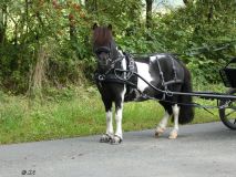 2024-O-Fahrt-2024-Graf-und-Gefolge-SL015