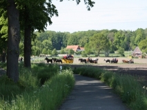 kroenungsfahrt12_20140512_1041560620